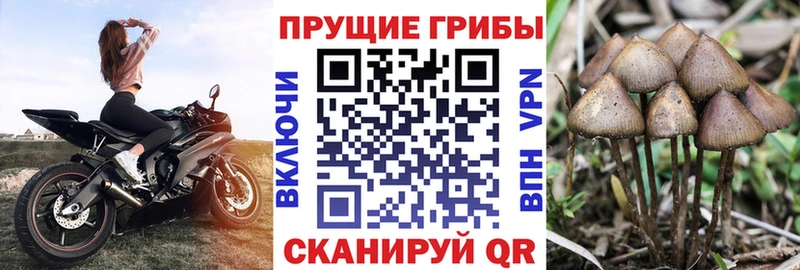 купить наркотики сайты  OMG ONION  Галлюциногенные грибы Psilocybine cubensis  Рассказово 